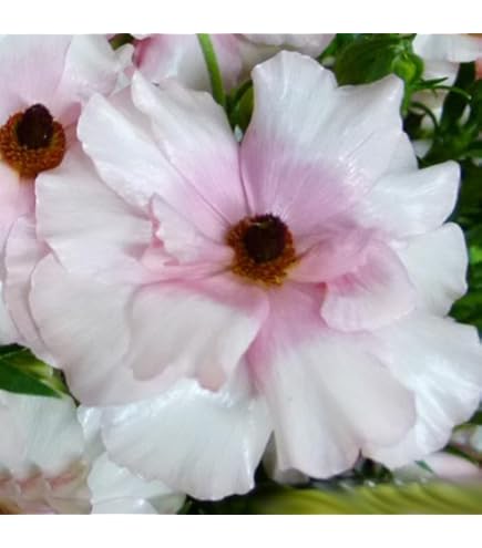 Amazon.co.jp: 予約販売 ラナンキュラス ラックス 苗 アイオリア 10.5